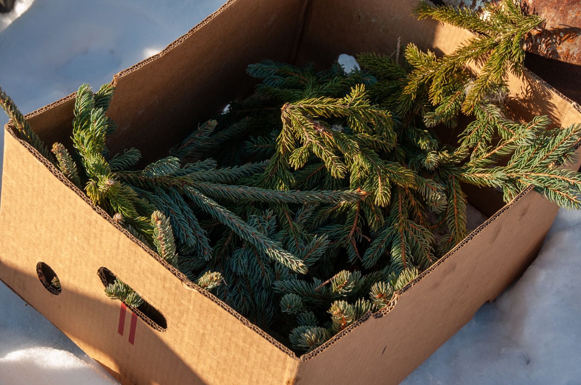 Box of Fresh Green Fir Branches Placed Outdoors on Snow in Winter